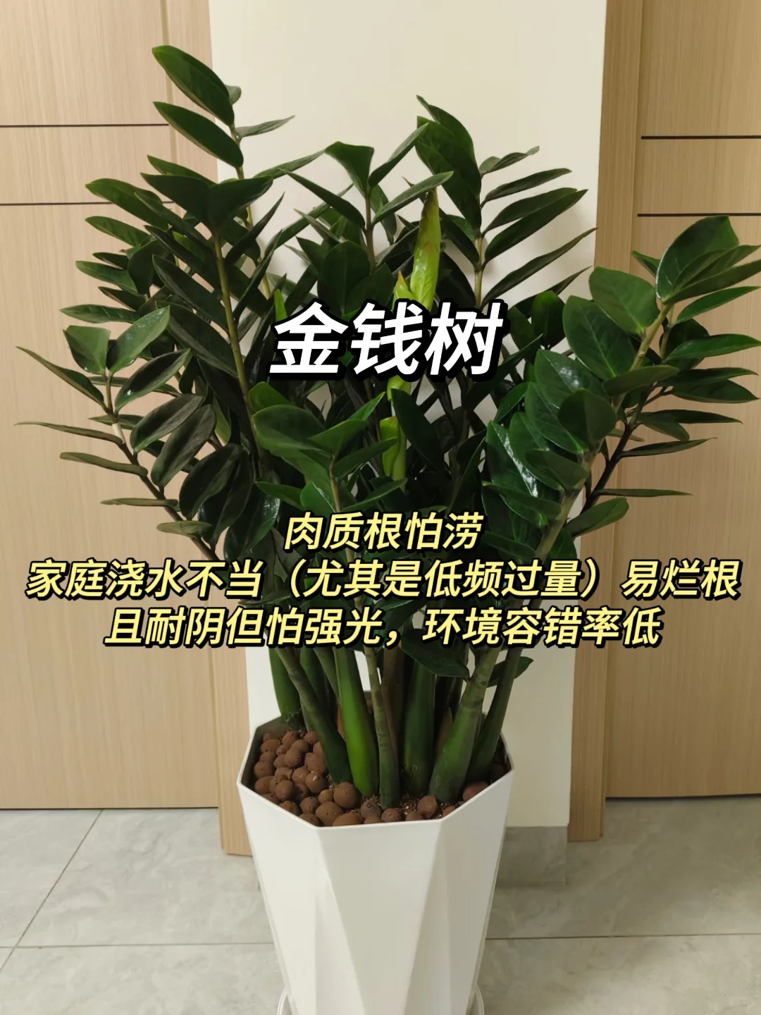 血泪教训！家庭绿植选这些才不踩坑?