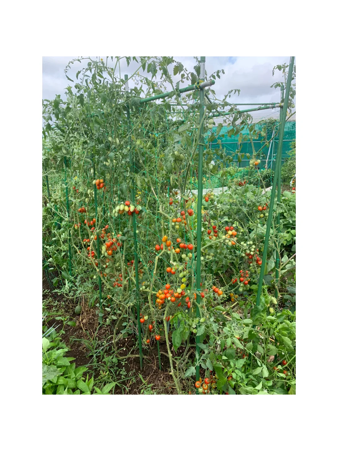 小小菜地，收获多多