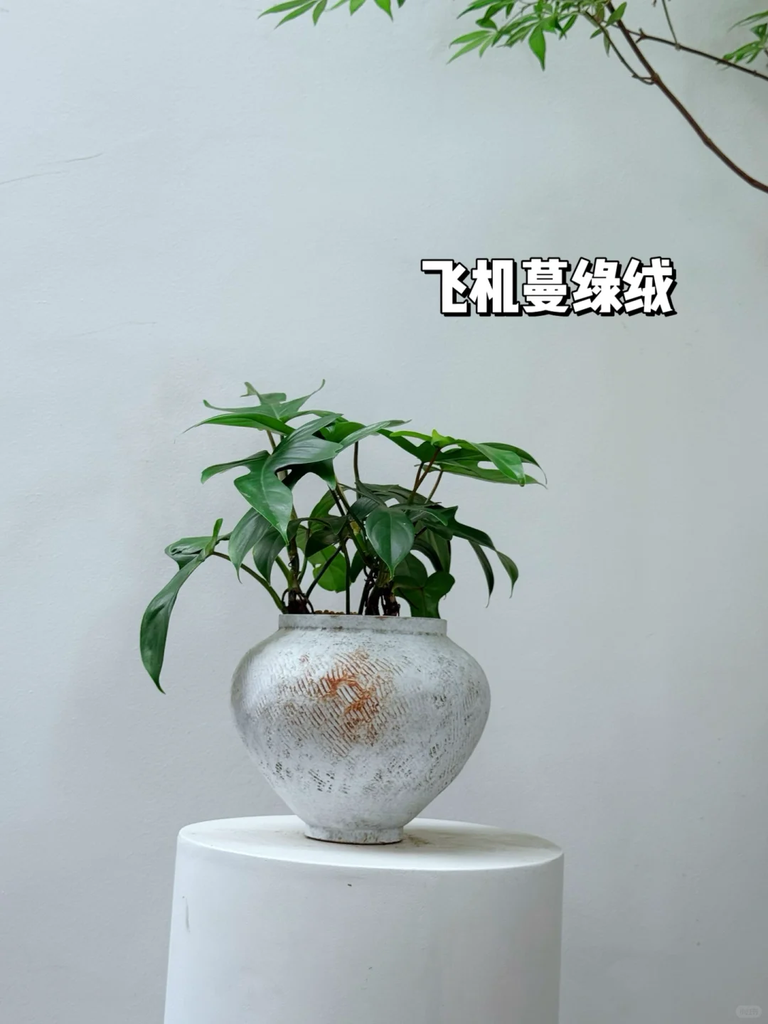 2025年最受小仙女喜爱的10款盆栽它来了❗️?