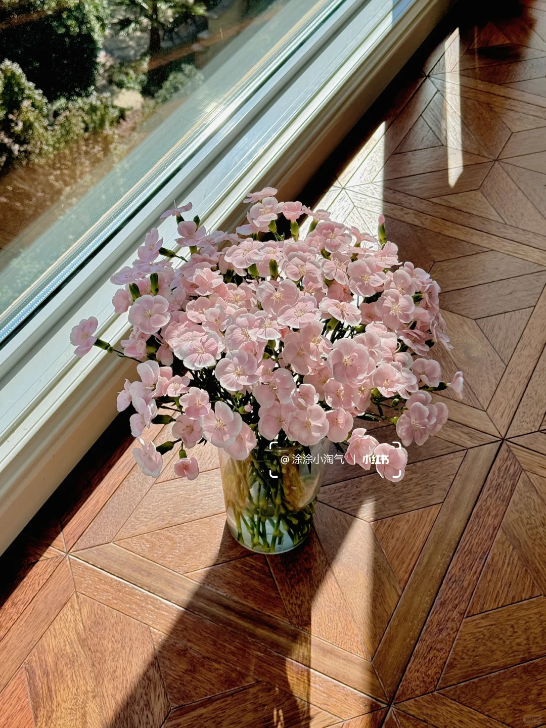 漂亮好养花期长，都找不到不喜欢的理由