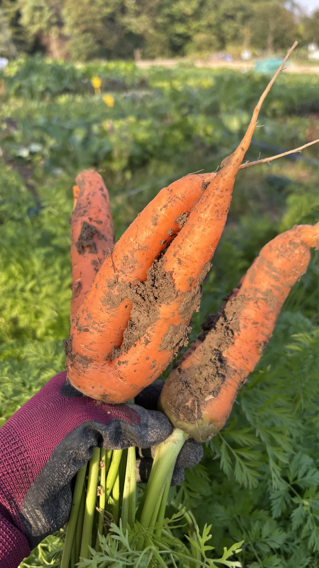 冬季菜园子能收什么菜呢？