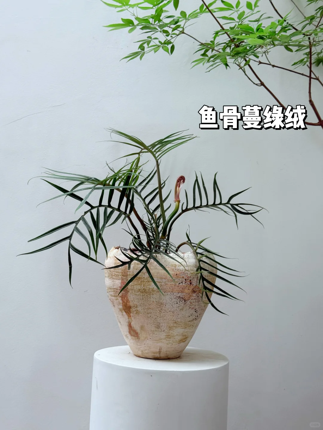 2025年最受小仙女喜爱的10款盆栽它来了❗️?