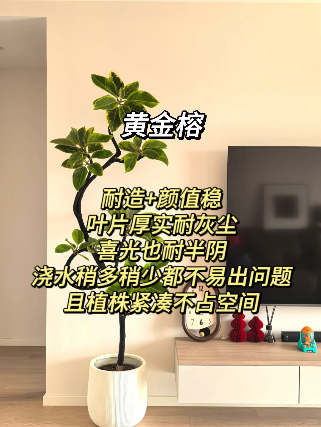 血泪教训！家庭绿植选这些才不踩坑?