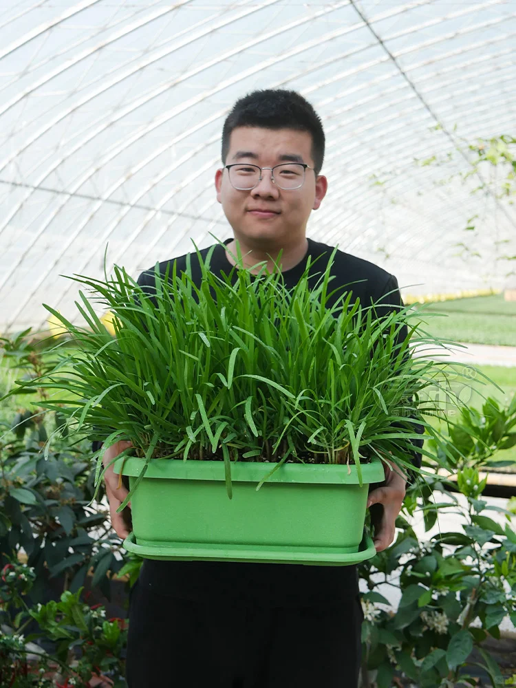 北方冬季室内能种什么菜？种上这些收获满满