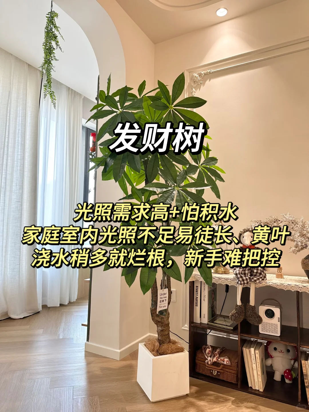 血泪教训！家庭绿植选这些才不踩坑?