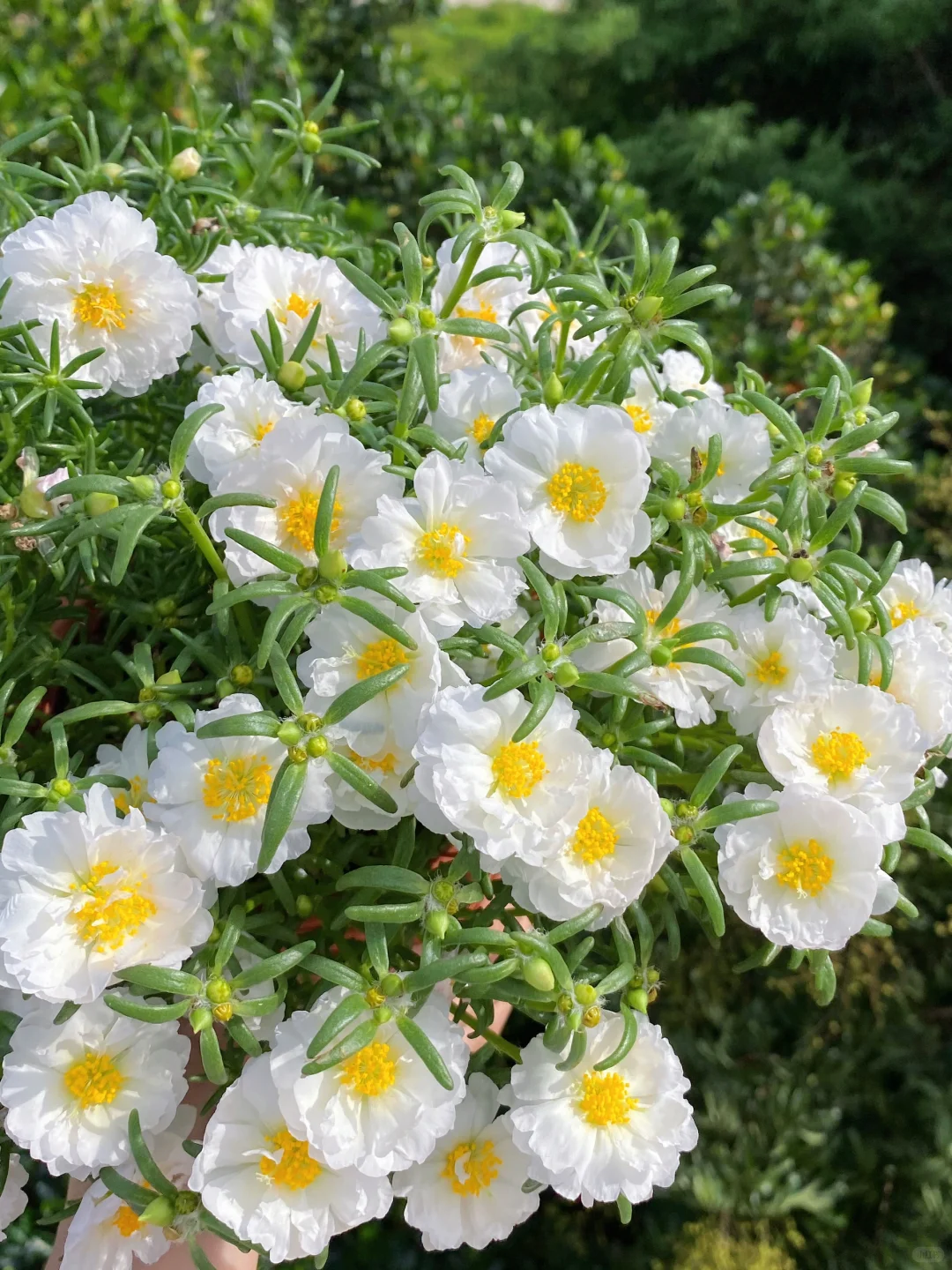 种籽播太阳花一定要选择的颜色的话我会选它