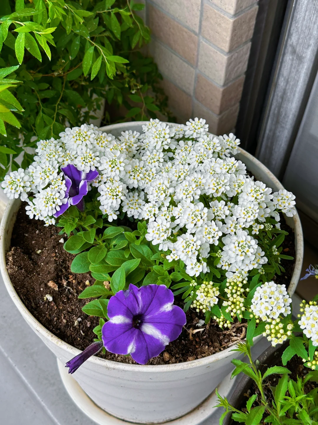 我种了一阳台的花，也不知道叫什么名字