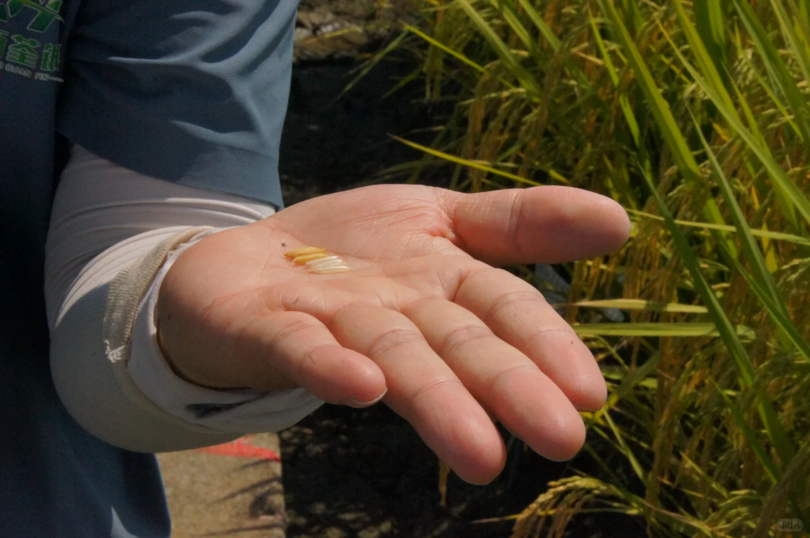 00后在农业企业的一天