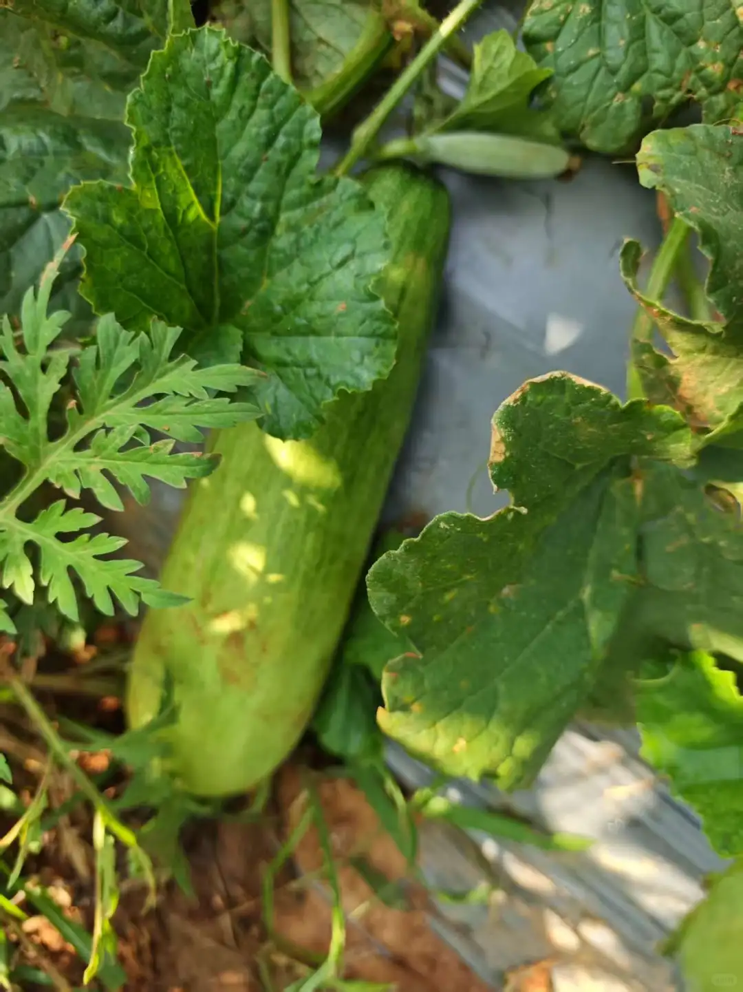 春季的播种迎来了夏季的丰收，自给自足真好