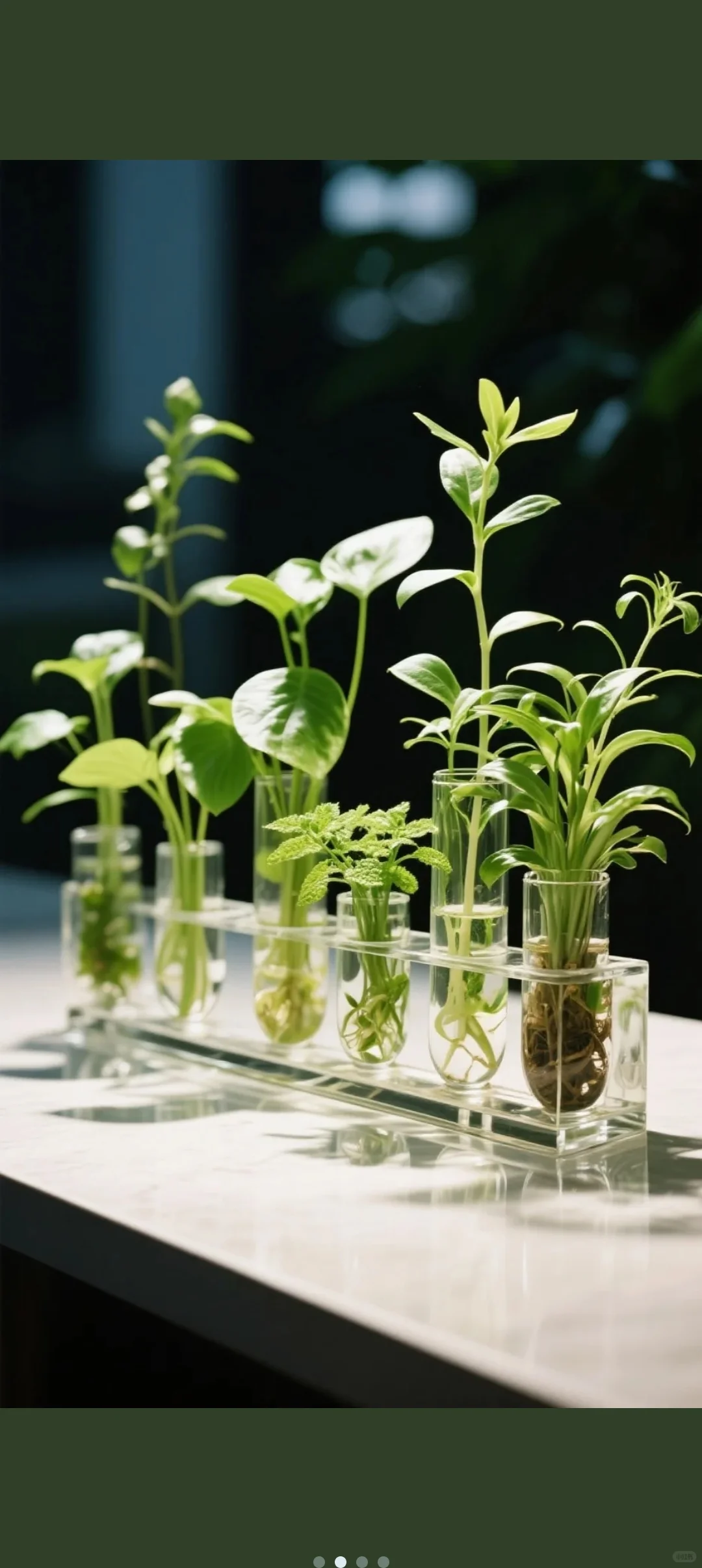  懒人福音！花店热卖水培植物，一杯清水养