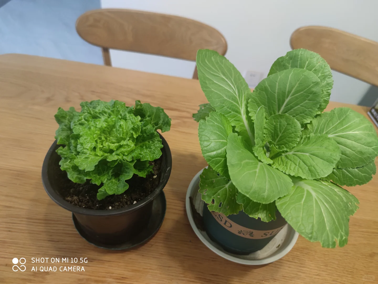 阳台种菜大全。