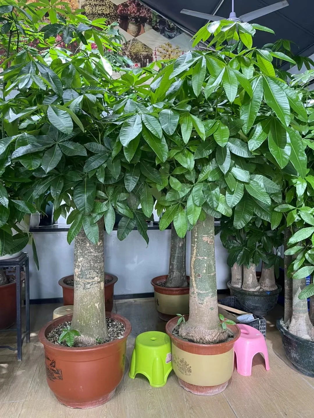 深圳绿植租买，批发，同城免费送货上门