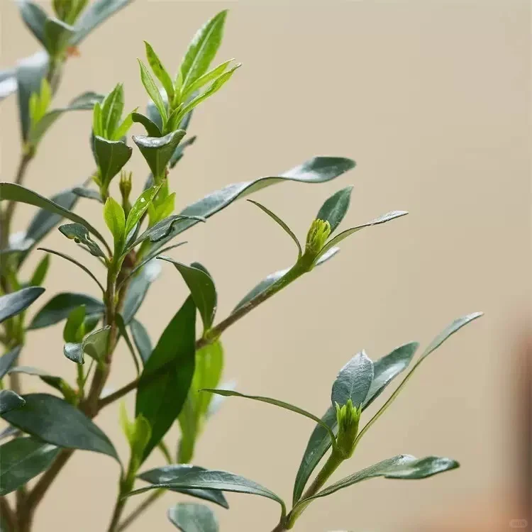 ?治愈系小白花｜小叶栀子花·养护全攻略