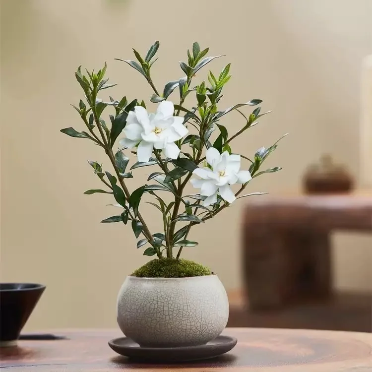 ?治愈系小白花｜小叶栀子花·养护全攻略