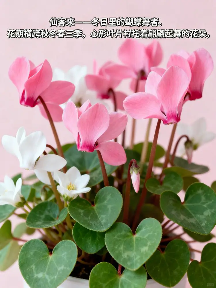 这 9 种 “超长待机” 花，美到能开 100 天