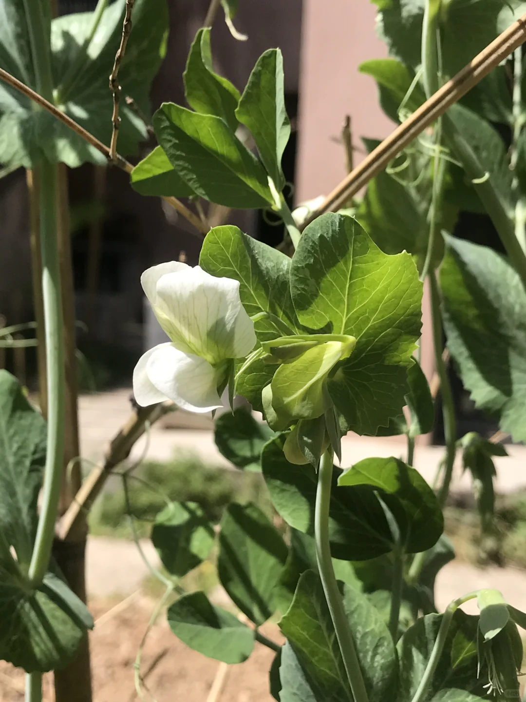 春季种菜的快乐