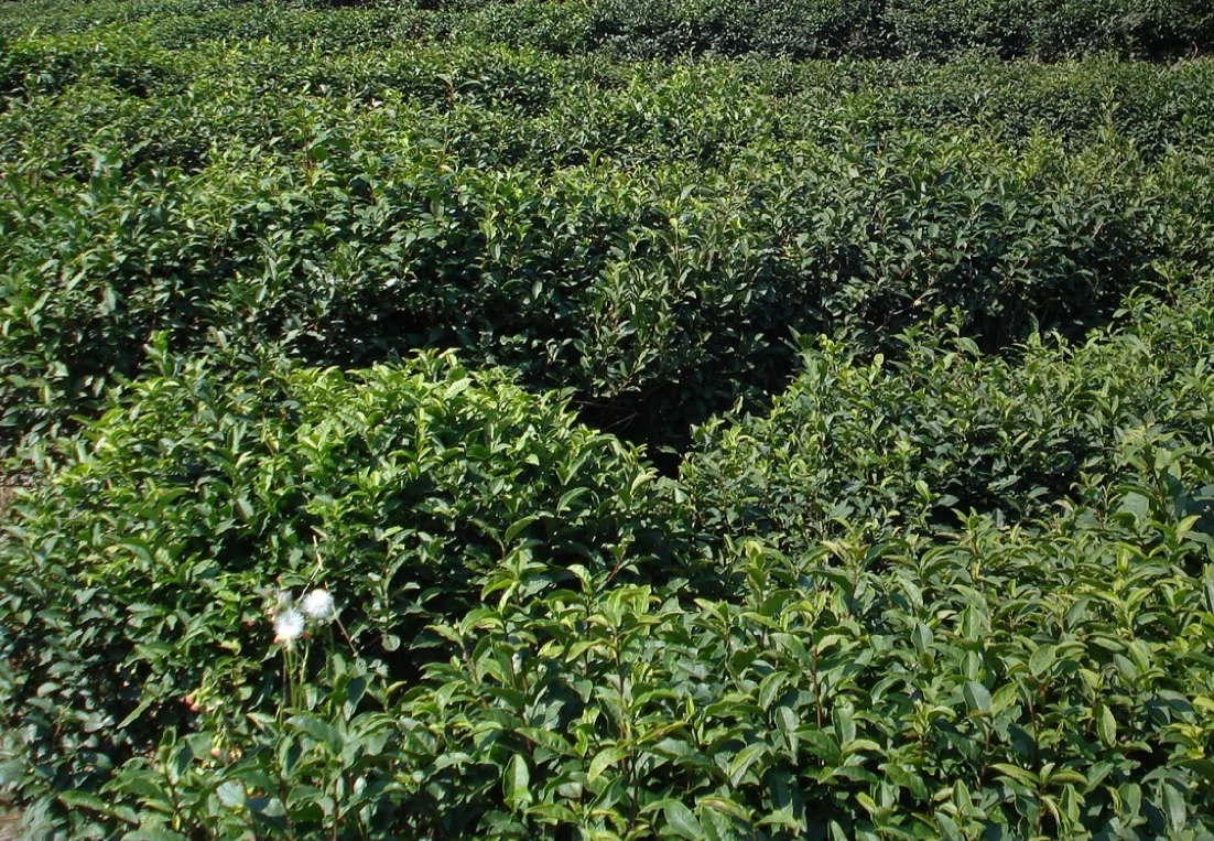 绿月茶业：开启财富之门，振兴乡村之路