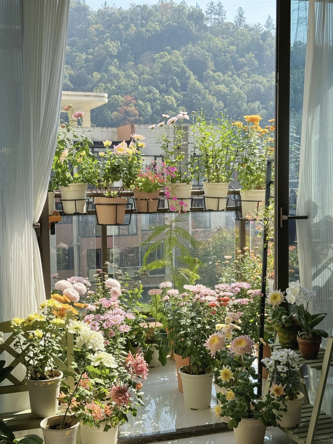 秋天被鲜花和阳光包围的阳台