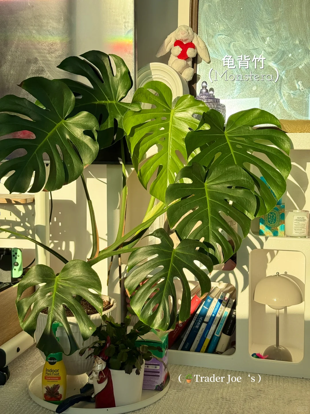 懒人轻松养??氛围感能量绿植分享