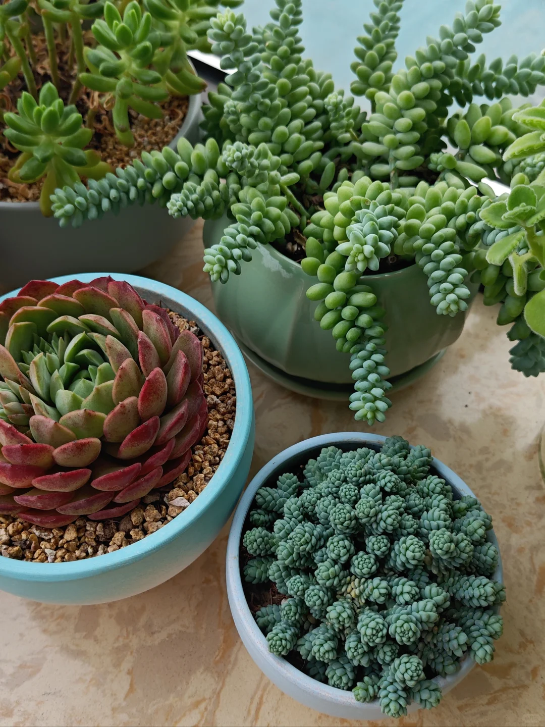 男生喜欢养多肉正常嘛