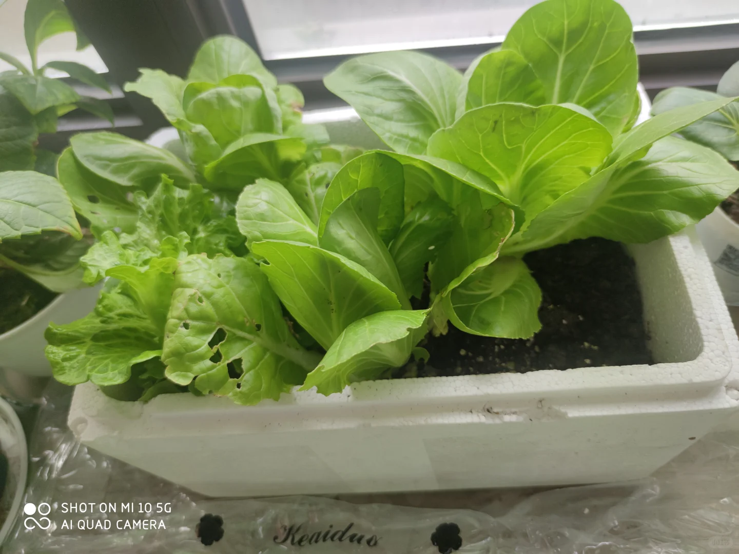 阳台种菜大全。