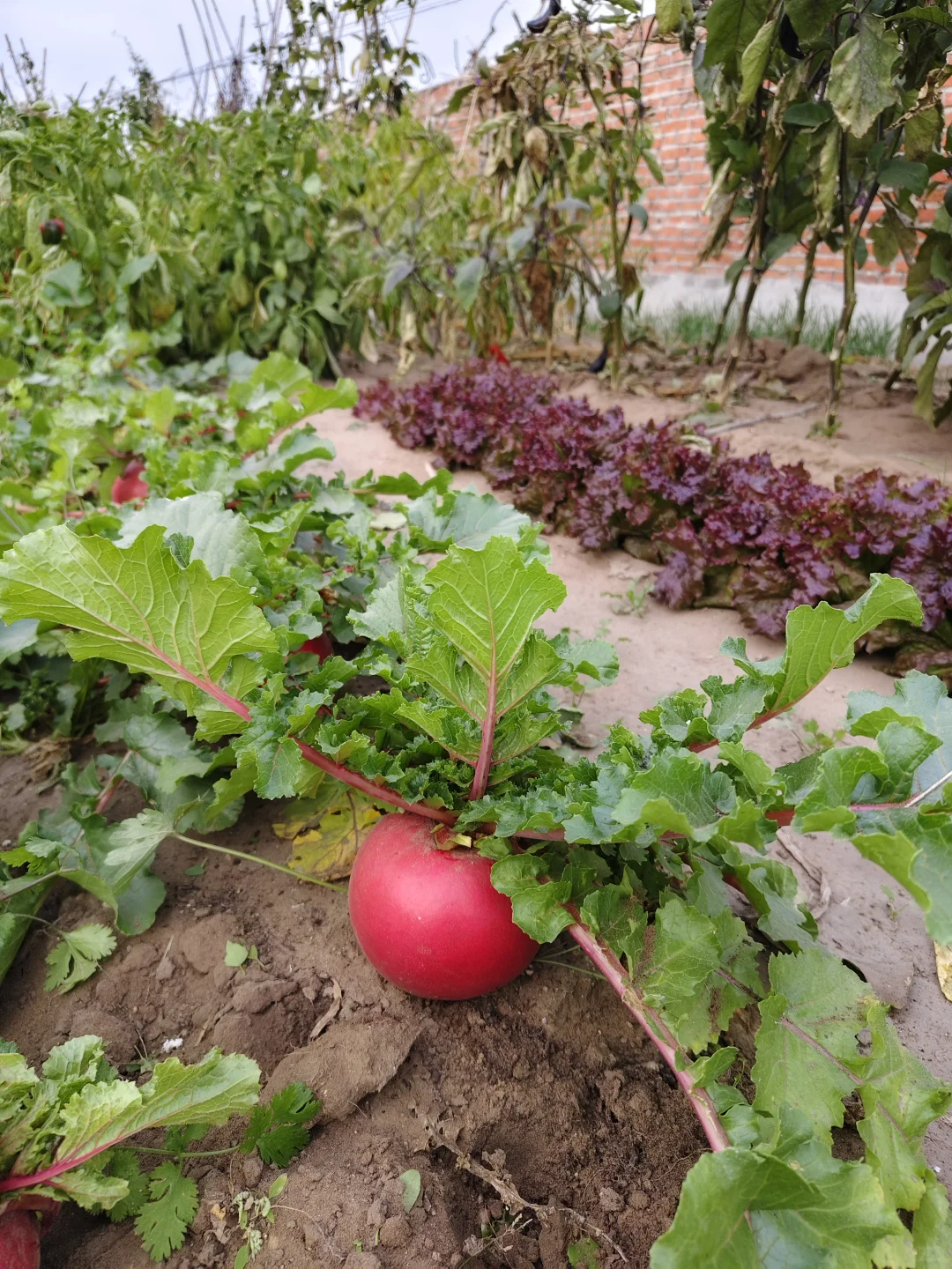 东北农家菜园秋收2️⃣萝卜