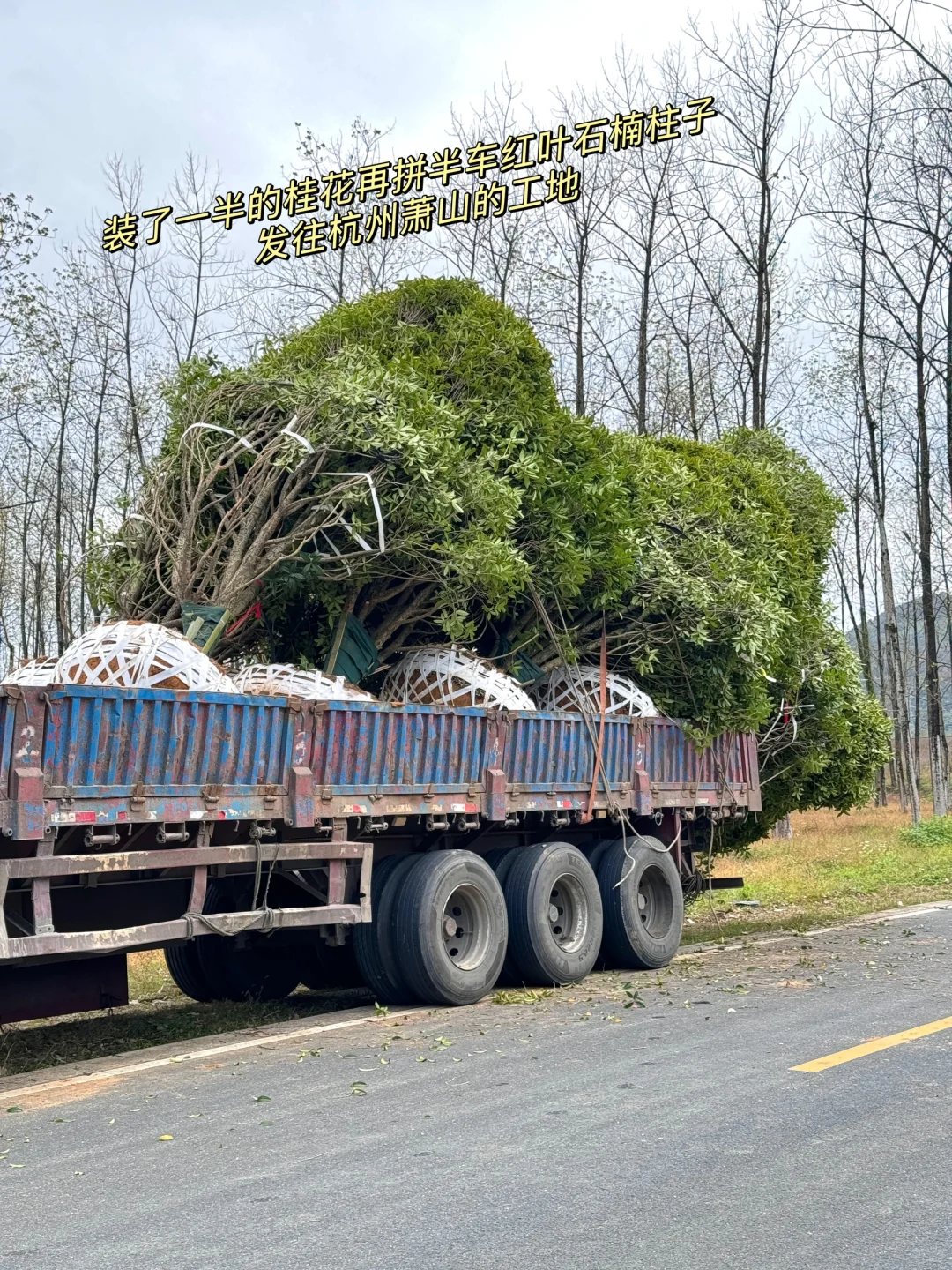 今天两大车桂花发往杭州??