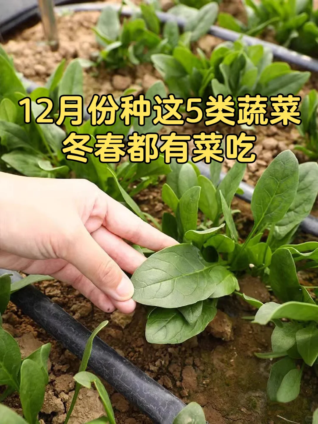 做好保温措施，12月份还能种这5种蔬菜