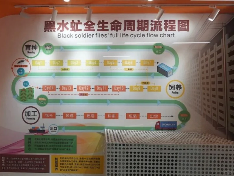 全国首个｜黑水虻又立大功了?