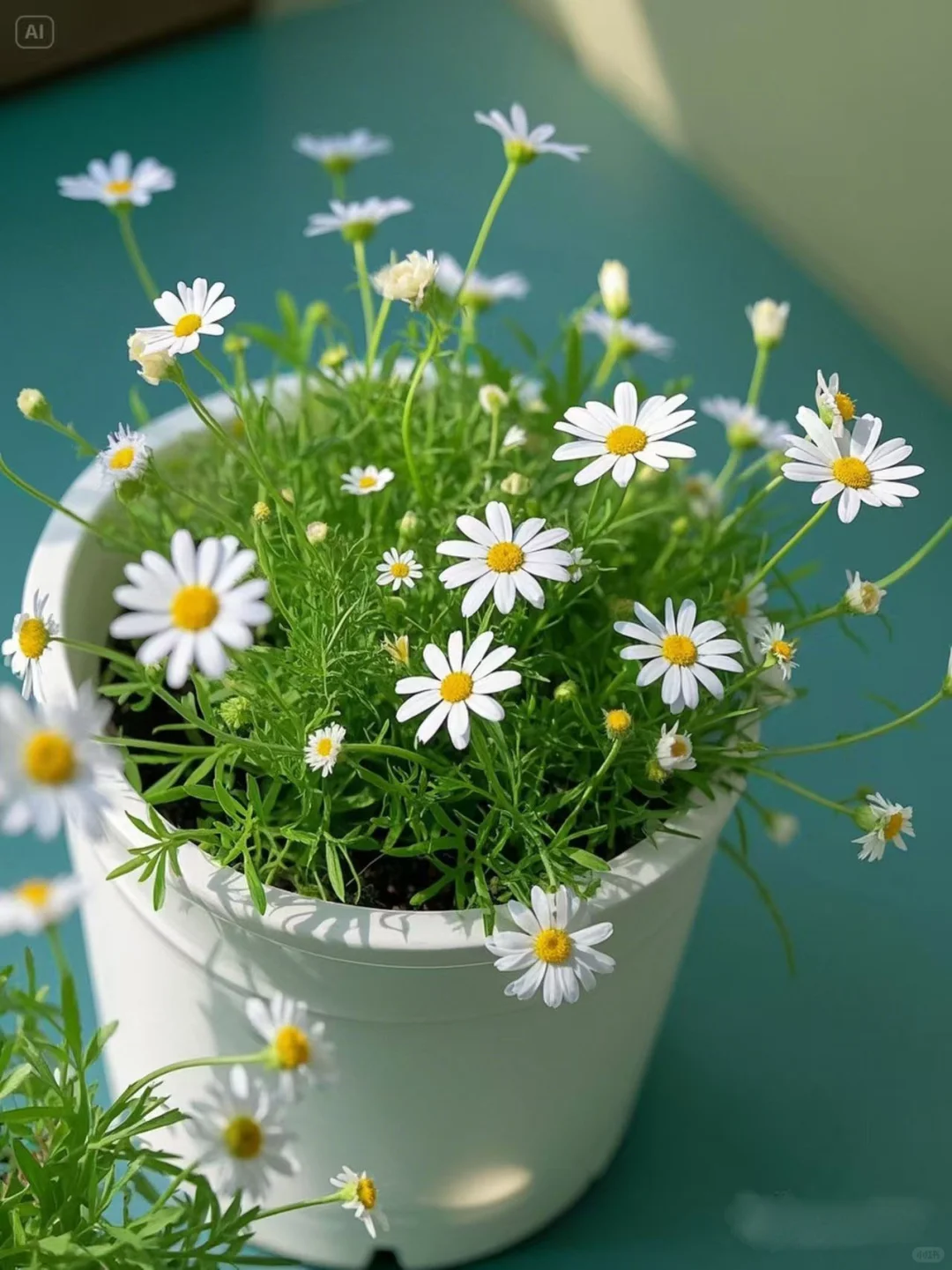 No.91#每日一植#小雏菊?