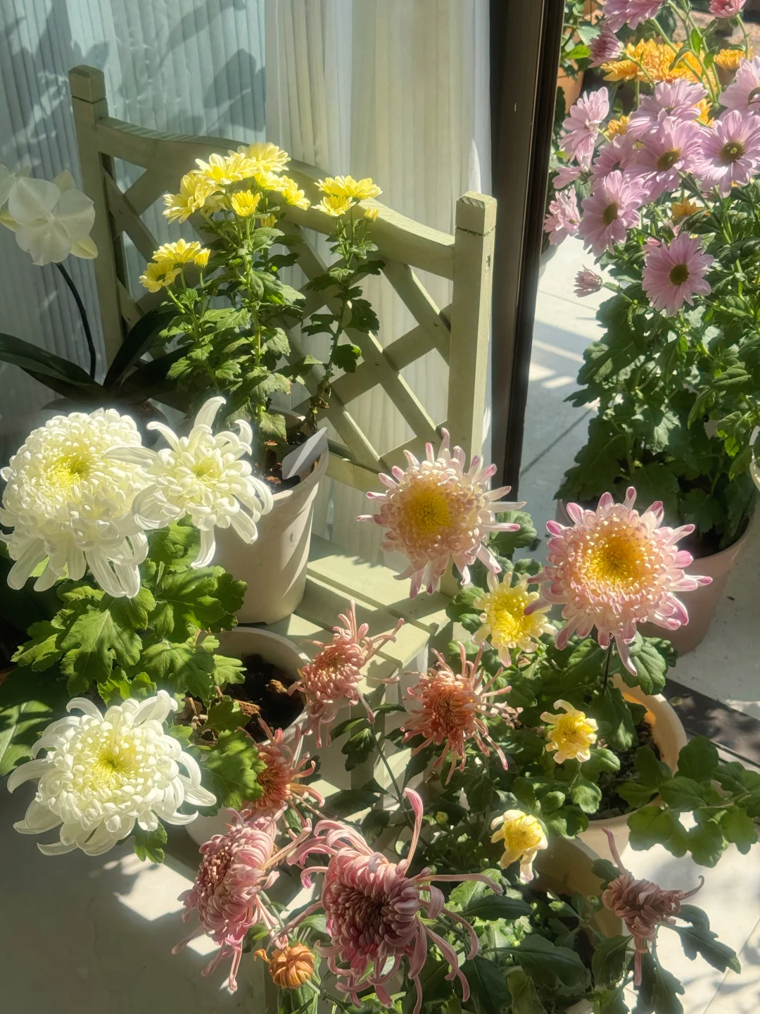 秋天被鲜花和阳光包围的阳台