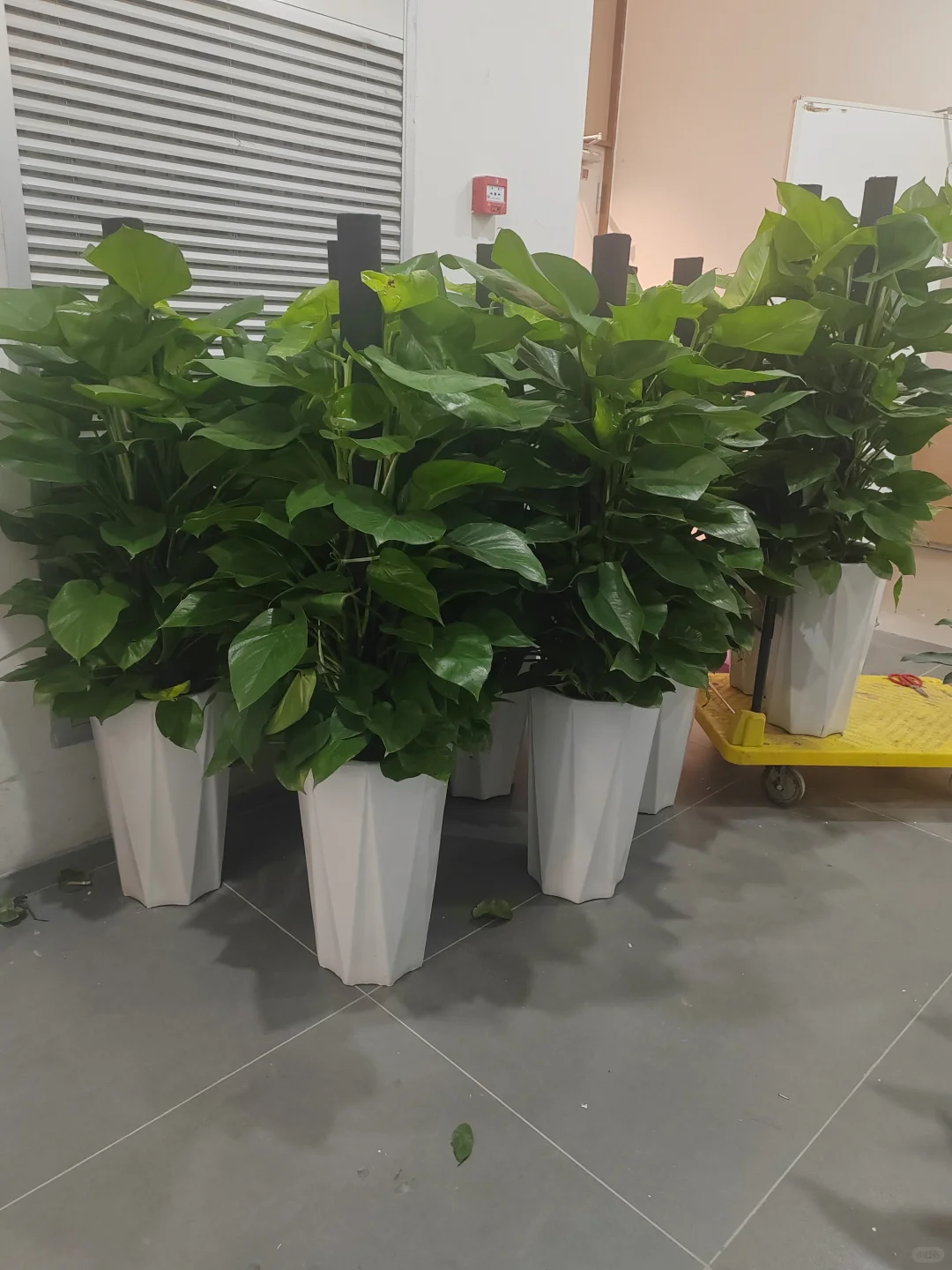 惊呆了！这一堆植物，一天才几块钱