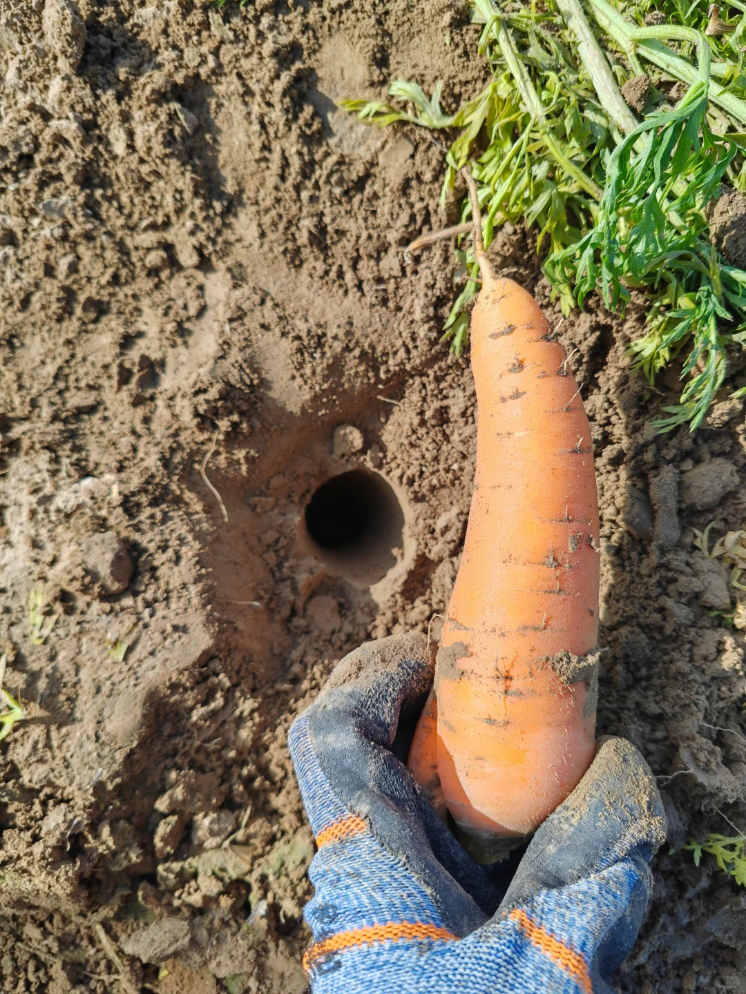 11.10?，超级营养的胡萝卜捡起来