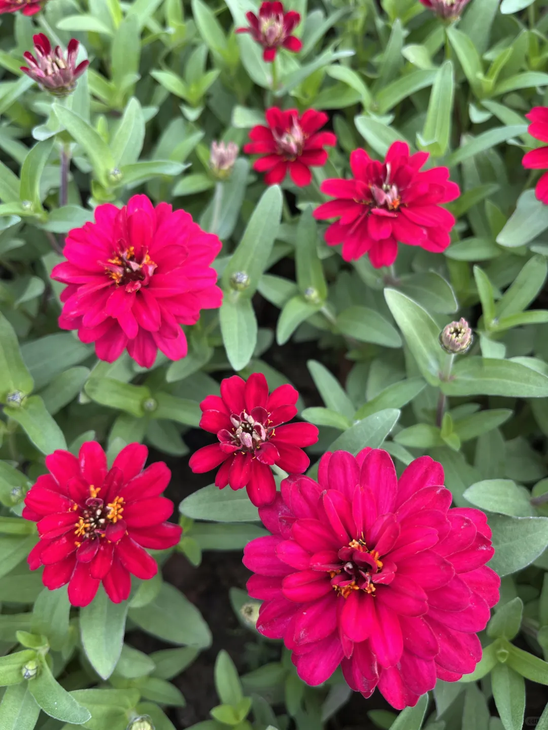 《百日菊，繁花》