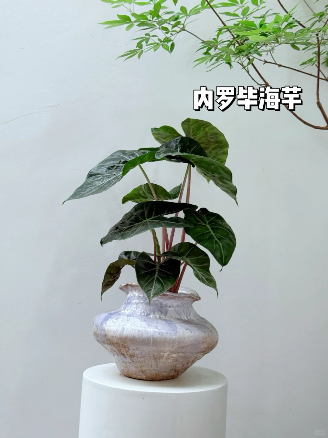 2025年最受小仙女喜爱的10款盆栽它来了❗️?