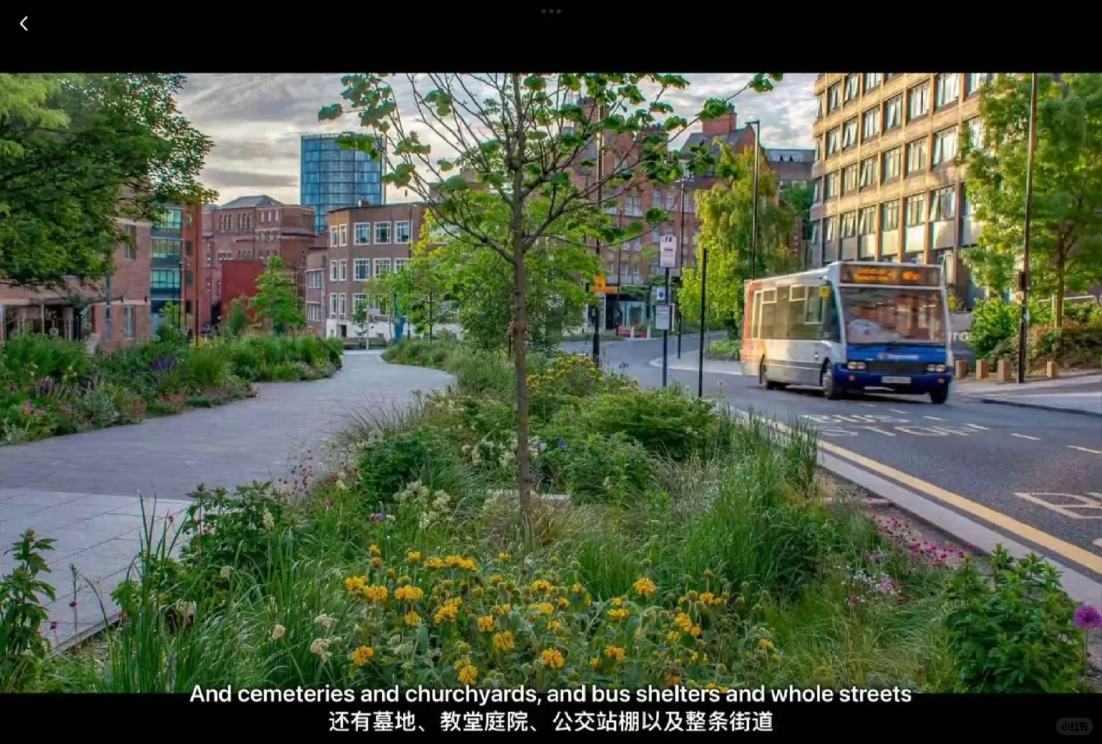 Rewilding(重新野化土壤)—审美观念的转变