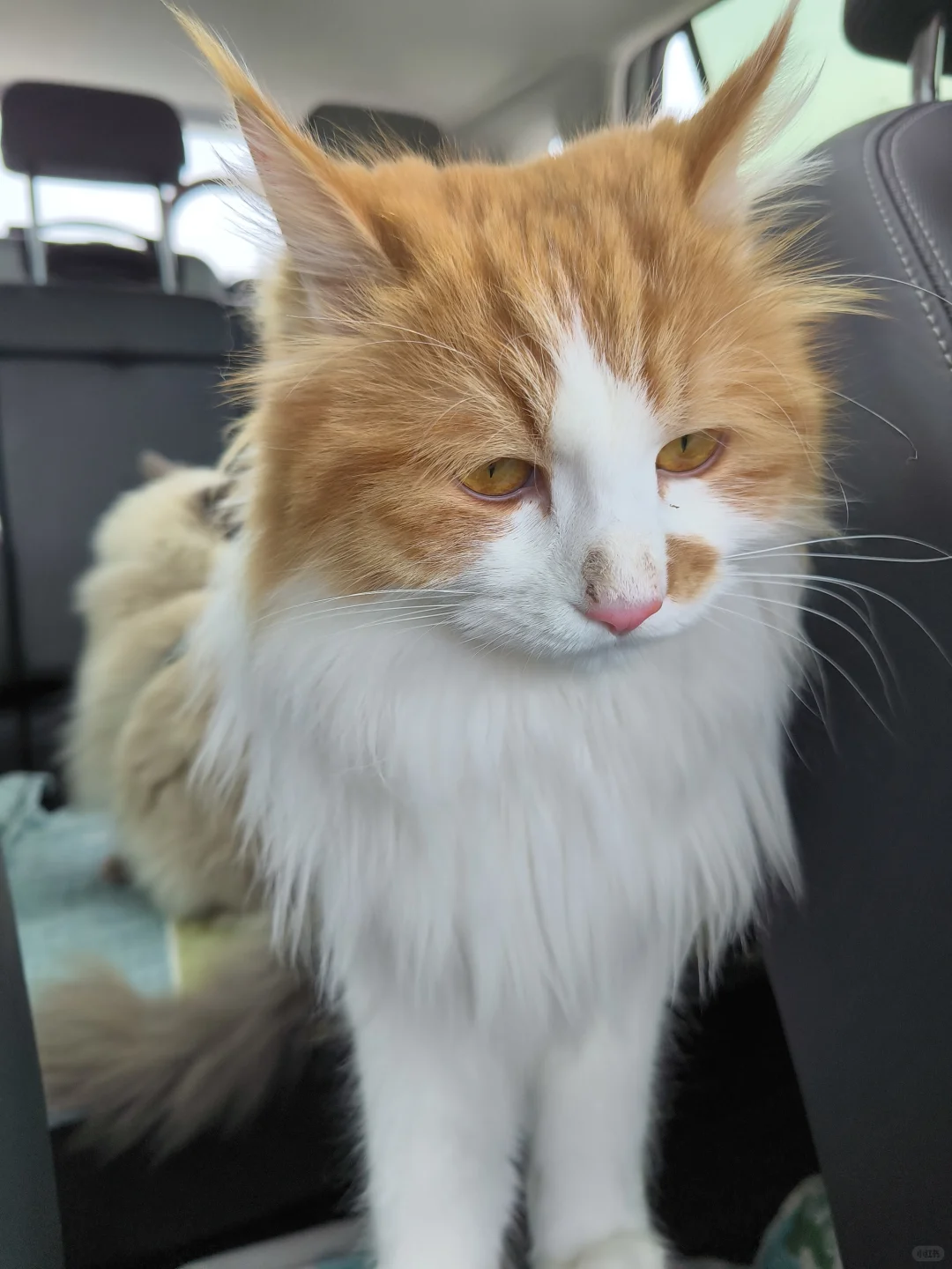 航空/铁路/公路运输 宠物?托运全攻略