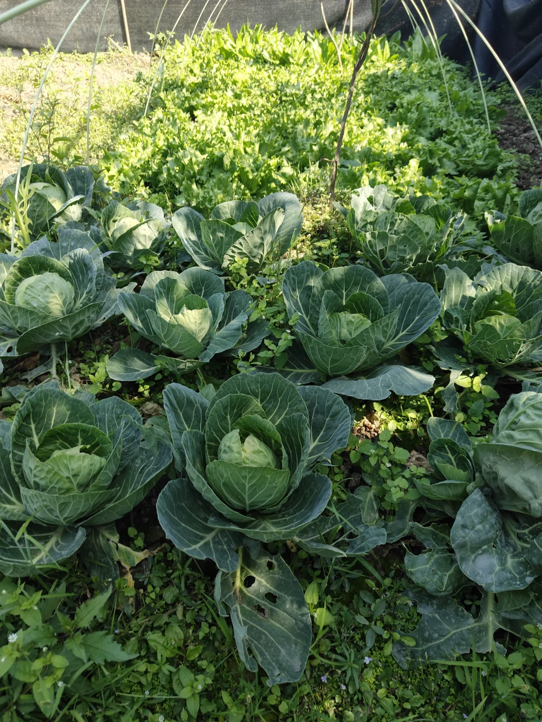 来看看农场里种的菜