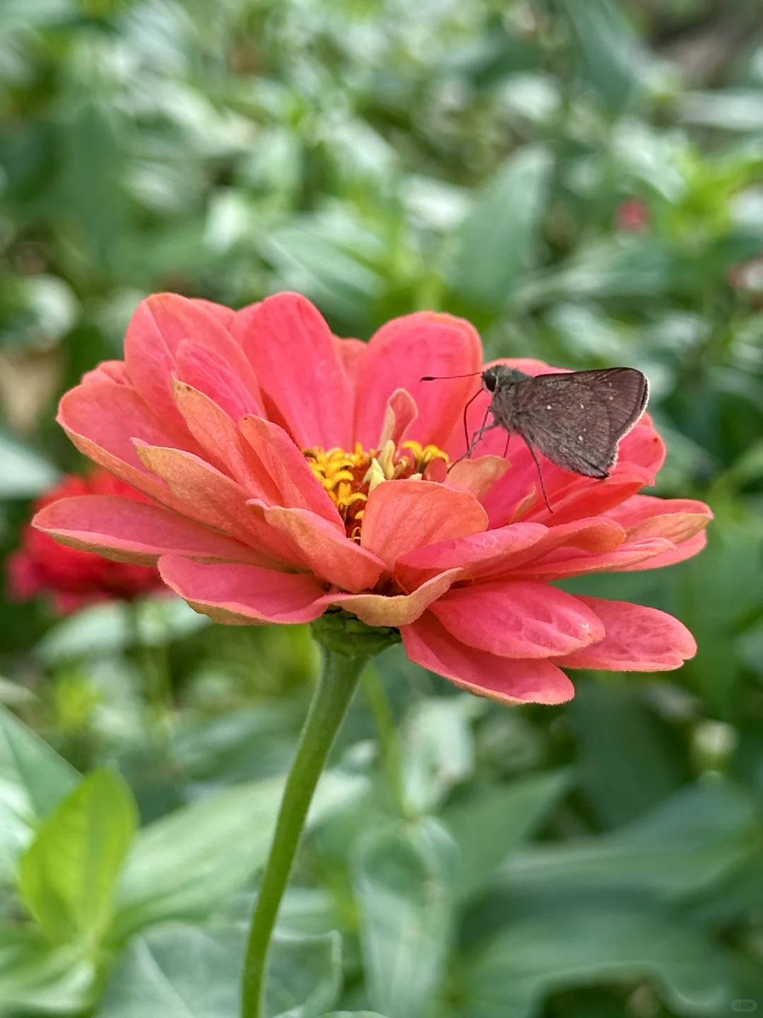 百日菊