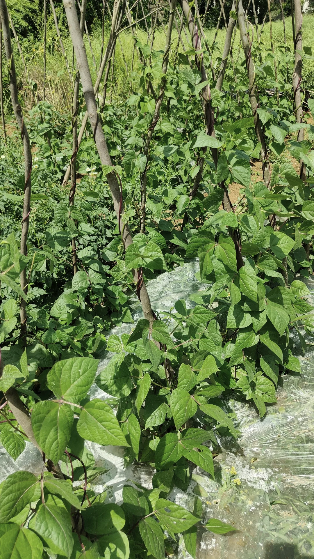 菜地各种蔬种下已经一个多月，静待开花结果