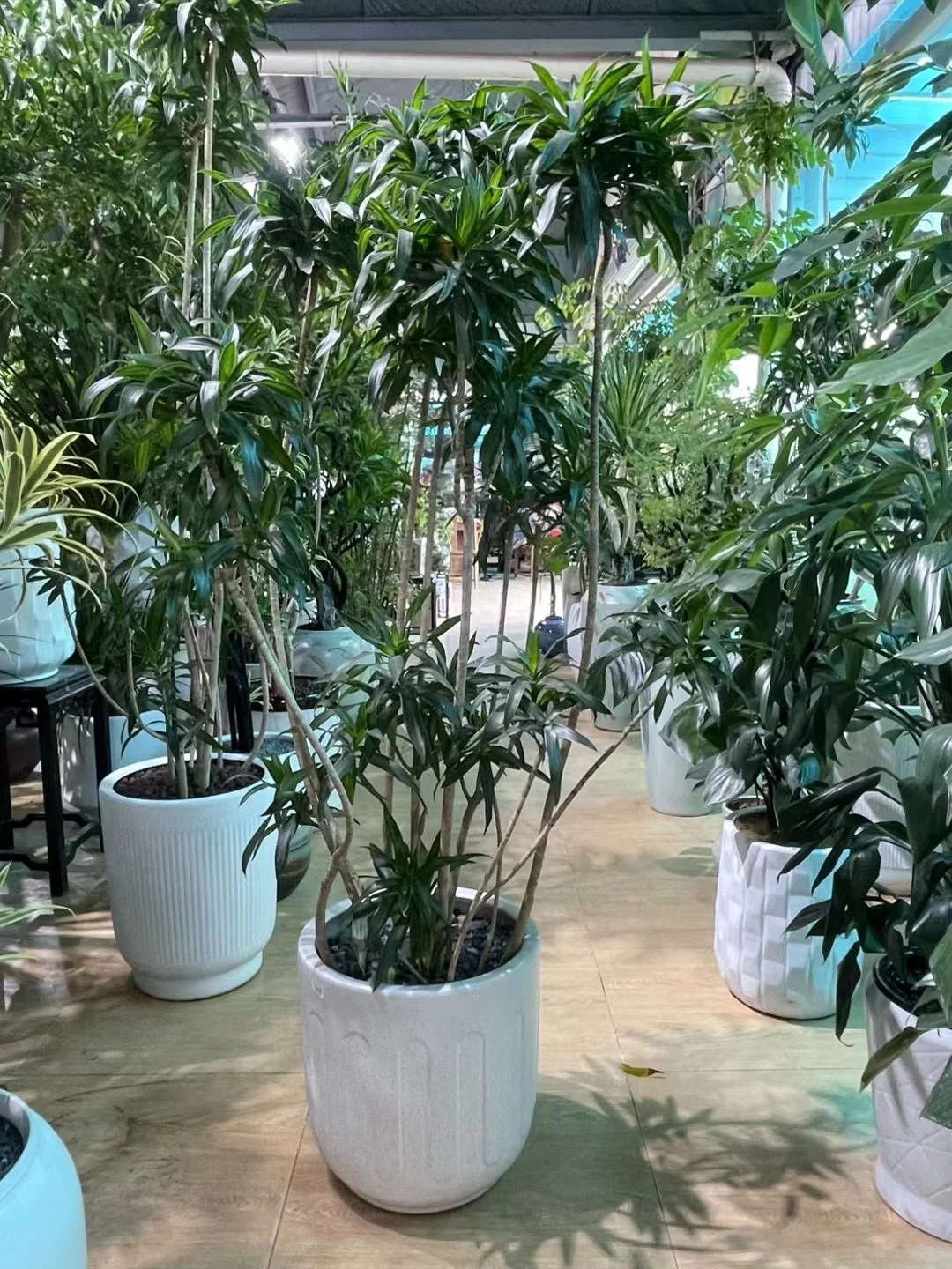 深圳绿植租买，批发，同城免费送货上门