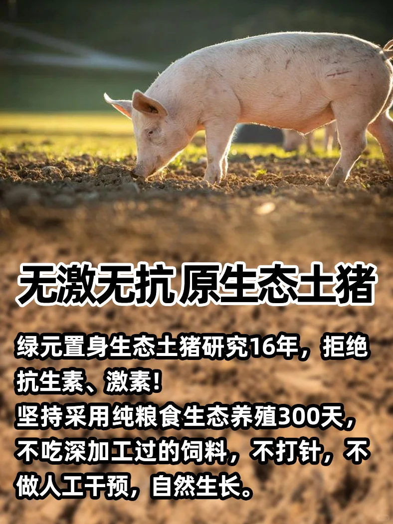 无激无抗 原生态土猪