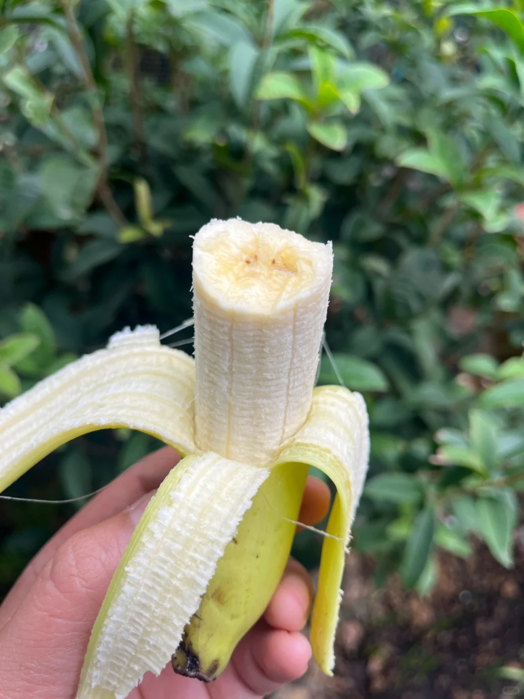 在农村有吃不完的水果跟蔬菜