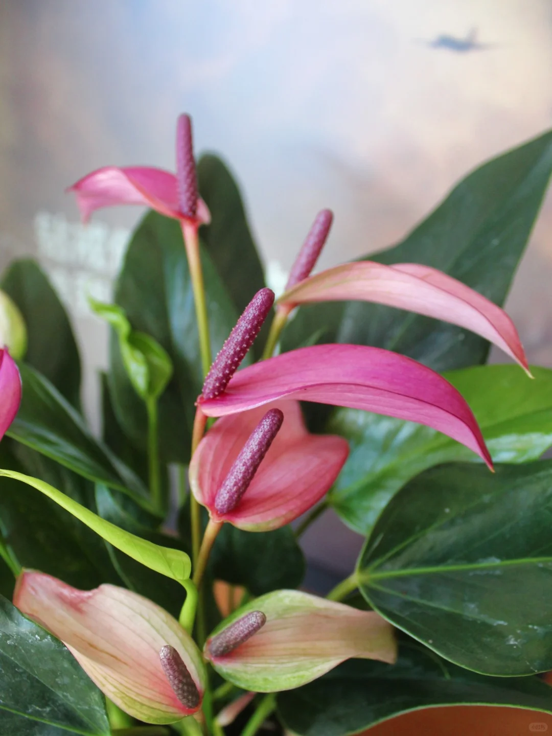 见者好运！紫气东来，好事将要发生！✨