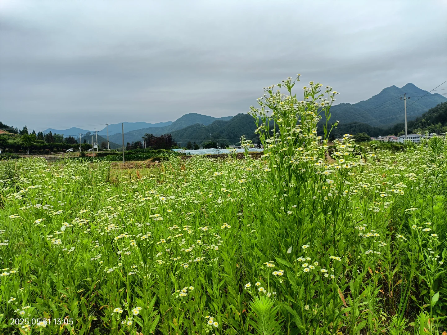 观察农村老人，发现了养老的真相