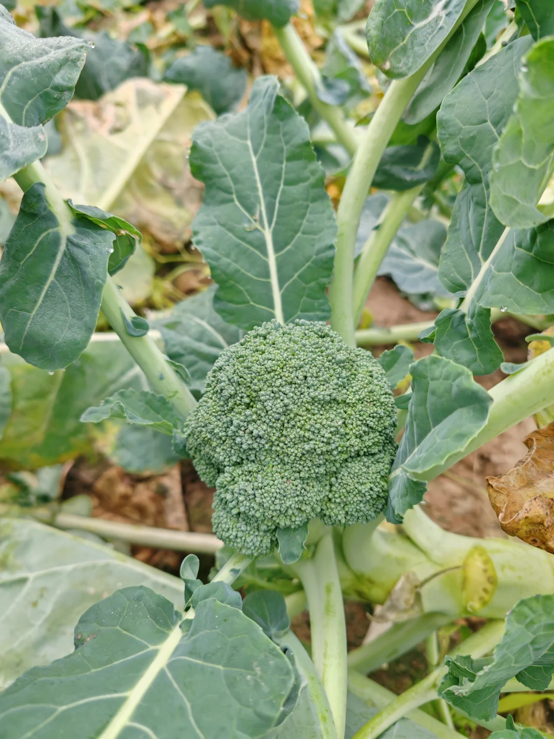 打野之新鲜免费的西兰花?