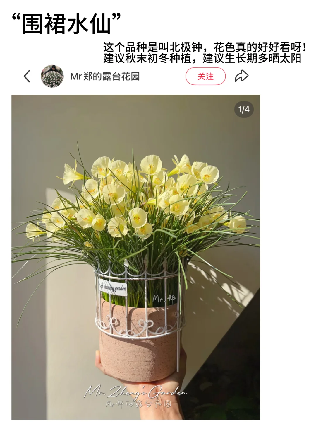 ?适合新手养的高颜值花花｜懒人植物