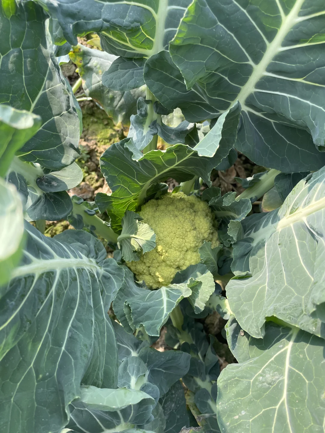 要吃就是绿色健康农家菜?