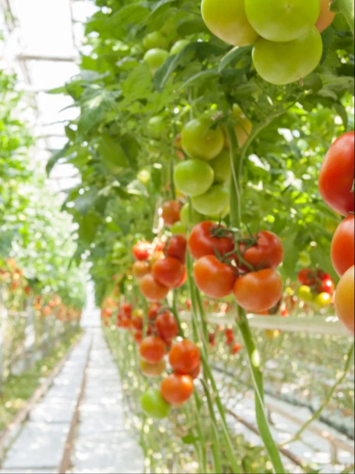 圣洁青蛙土壤消毒重构土壤微生态平衡