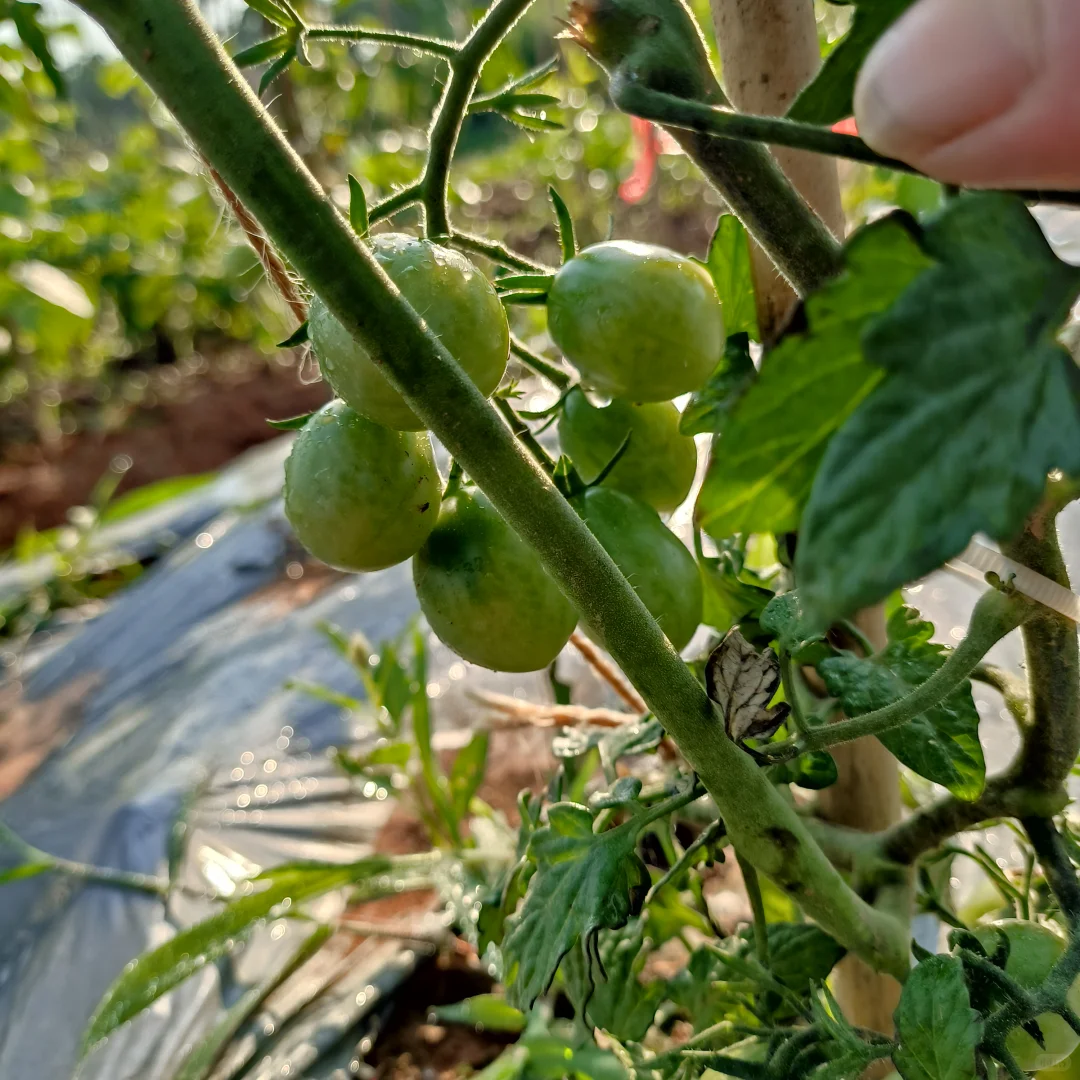 春季的播种迎来了夏季的丰收，自给自足真好